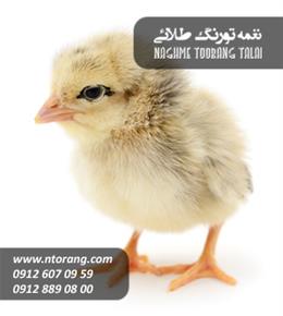 فروش جوجه گوشتی سینه طلا